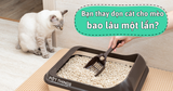 Bạn nên thay dọn cát cho mèo bao lâu một lần?