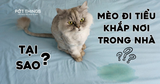 Tại sao mèo của tôi đi tiểu khắp nơi trong nhà?