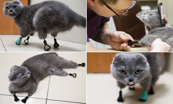 MÈO BỊ MẤT 4 CHÂN DO TÊ CÓNG ĐƯỢC LẮP CHÂN GIẢ BẰNG TITAN CÔNG NGHỆ IN 3D