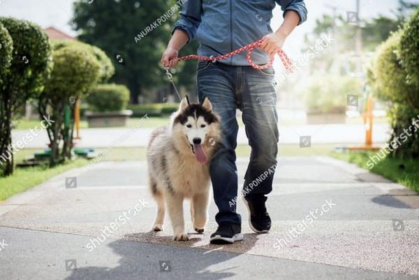 Làm thế nào để trở thành một Breeder chân chính?