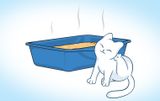 5 cách hiệu quả hạn chế mùi hôi khay vệ sinh mèo