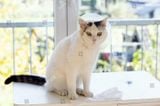 Phương pháp chữa mèo bị áp xe (Abscess in cats)