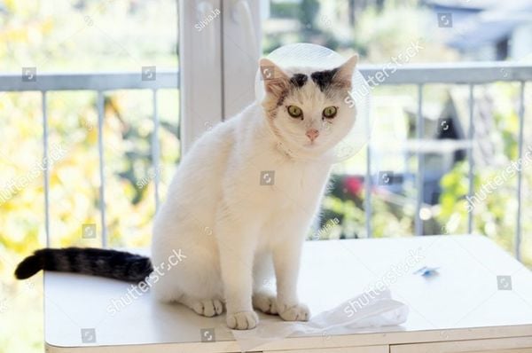 Phương Pháp Chữa Mèo Bị Áp Xe (Abscess In Cats) – Pet Things