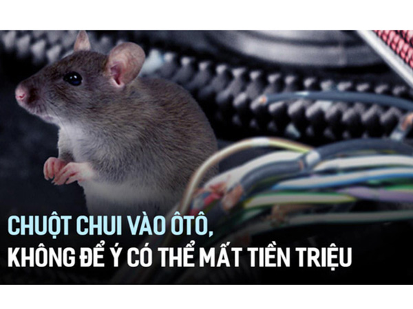 Góc chia sẻ : KINH NGHIỆM CHỐNG CHUỘT TRÊN Ô TÔ!