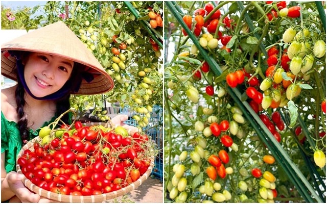Hướng dẫn trồng cà chua bi