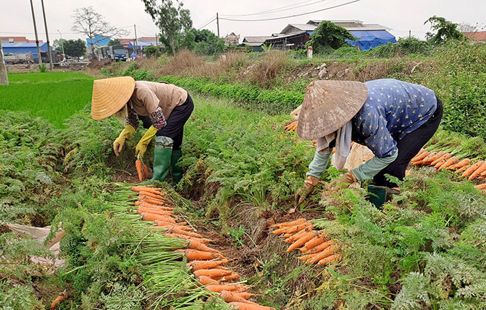 Hướng dẫn trồng cà rốt
