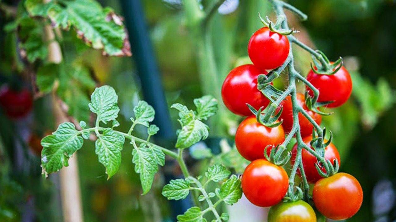 Hướng trồng cà chua bi