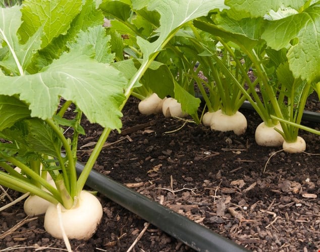 Hướng dẫn trồng củ cải trắng