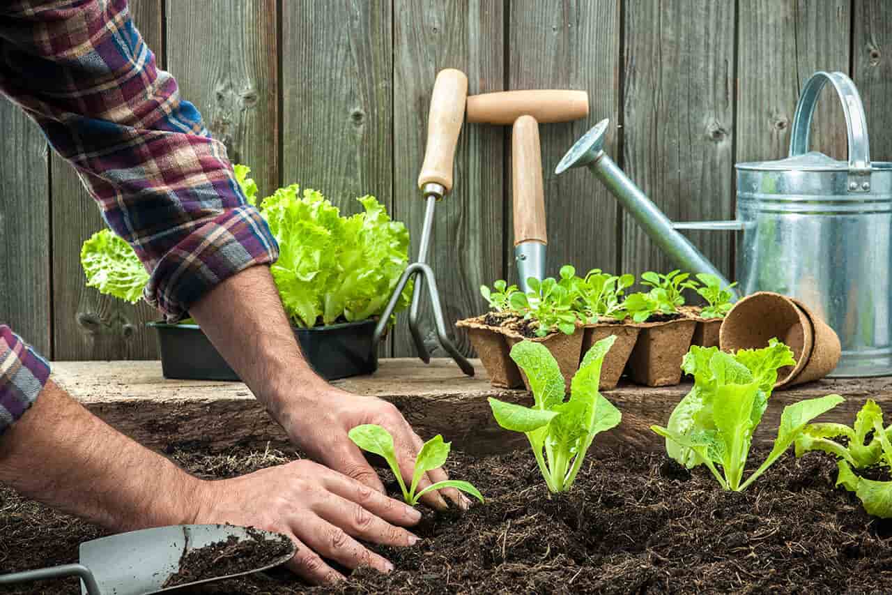 Cách vệ sinh dụng cụ làm vườn