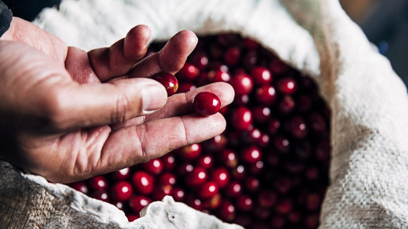 new crop specialty coffee