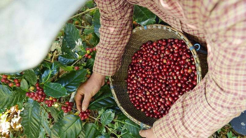 cà phê đặc sản