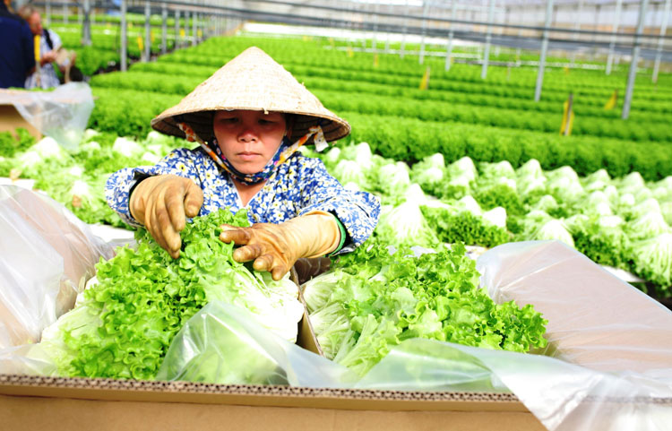 Lâm Đồng - Cơ hội nhìn lại thị trường tiêu thụ nông sản