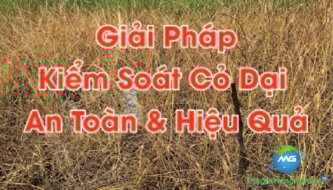 Giải Pháp Kiểm Soát Cỏ Dại An Toàn & Hiệu Quả Với Hoạt Chất Glufosinate Ammonium