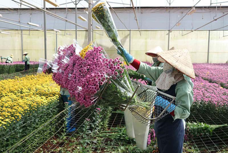Lâm Đồng: Gần 40 giống rau, hoa nhập khẩu từ 5 quốc gia
