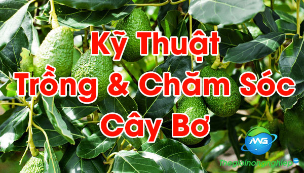 Kỹ Thuật Trồng Bơ - Chăm Sóc Bơ Đạt Năng Suất Cao