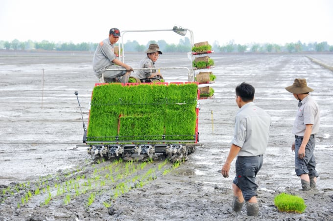 Kỹ thuật làm đất gieo mạ cho vụ hè thu