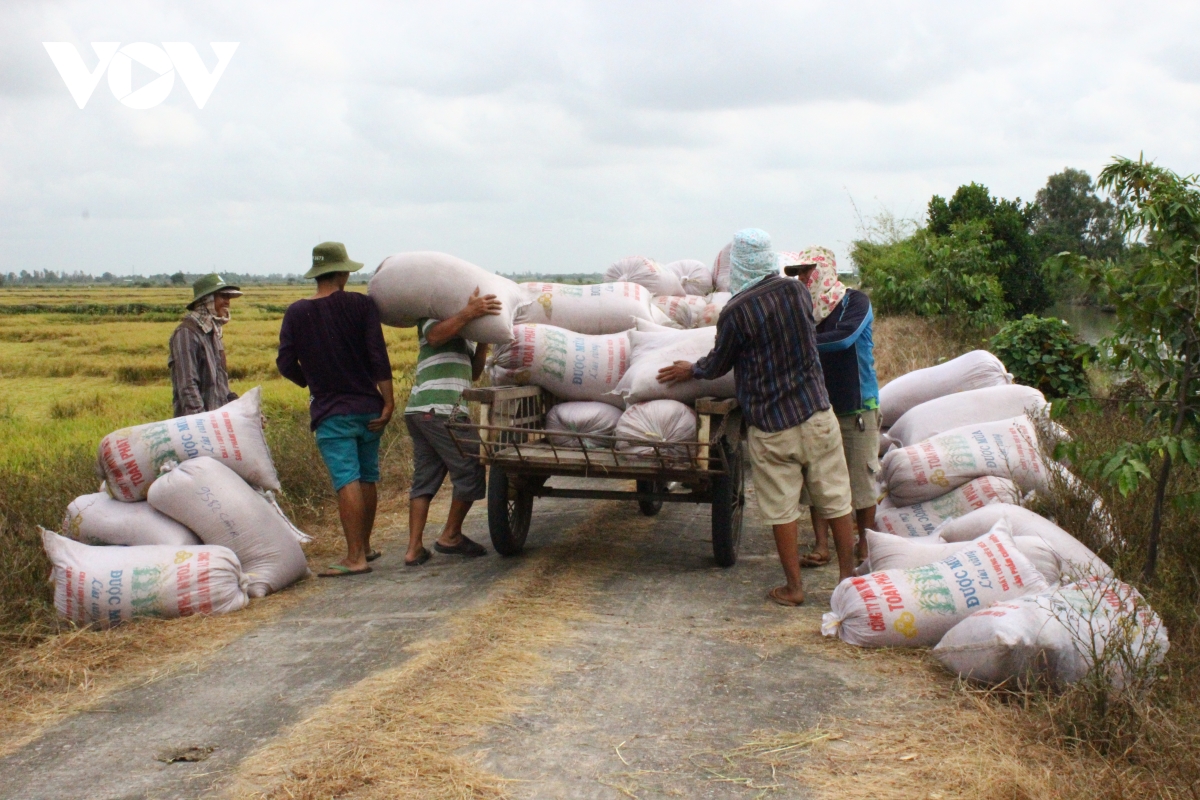 Giá lúa tăng cao, nông dân ĐBSCL thu lời gấp 2-3 lần năm ngoái