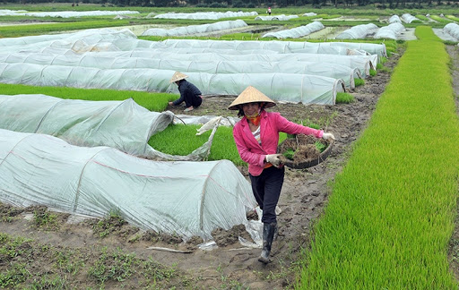 Dự báo sâu bệnh tổng hợp trong tuần (10.03.2020)