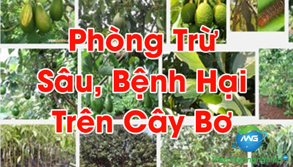 Tìm Hiểu Và Phòng Trừ Sâu Bệnh Thường Gặp Trên Cây Bơ