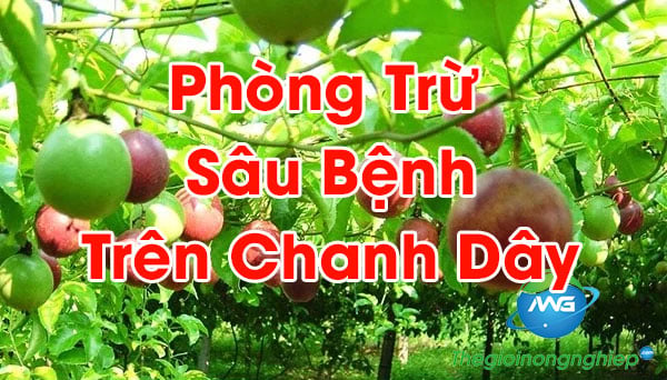 Kỹ Thuật Trồng Và Chăm Sóc Chanh Dây