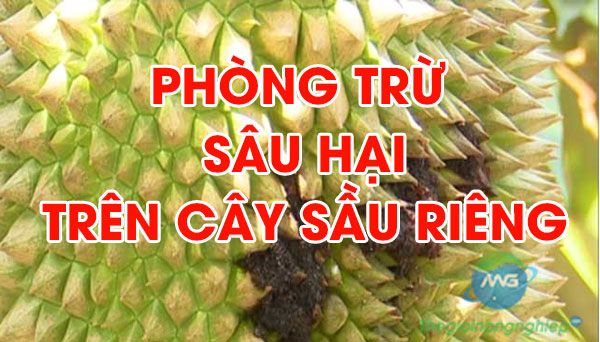 Hướng dẫn phòng trừ rầy phấn, nhện đỏ, sâu đục thân hại trên cây sầu riêng