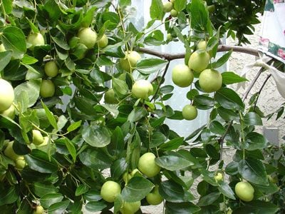 Kỹ thuật vườn ươm và các phương pháp nhân giống cây ăn quả