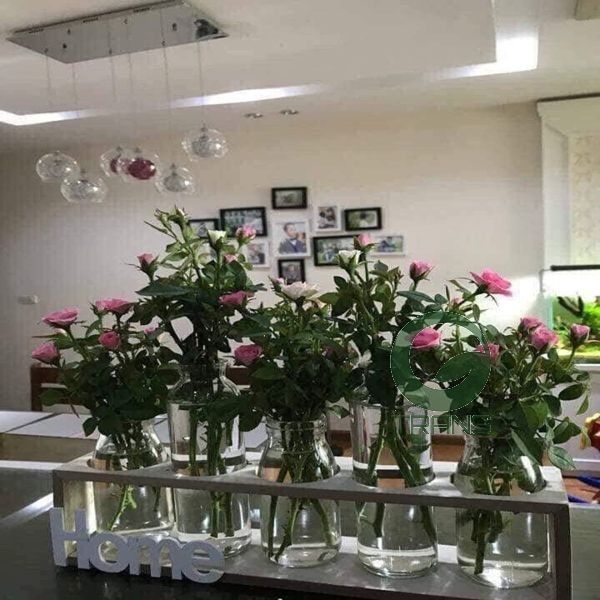 Bộ 5 lọ thủy tinh cắm hoa kèm kệ gỗ HOME