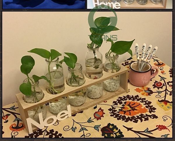 Bộ 5 lọ thủy tinh cắm hoa kèm kệ gỗ HOME
