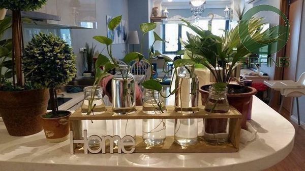 Bộ 5 lọ thủy tinh cắm hoa kèm kệ gỗ HOME