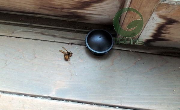 Thuốc viên diệt gián Barracks Cap Nhật Bản