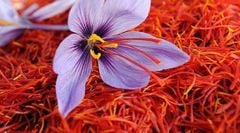 Nhụy hoa nghệ tây – saffron là gì?Tác dụng của nhụy hoa nghệ tây – saffron
