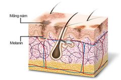 Melanin là gì? Melanin gây tổn thương da và bảo vệ da như thế nào?