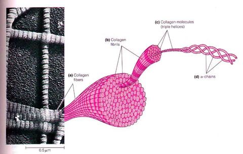 Collagen, gốc tự do và những điều cần biết