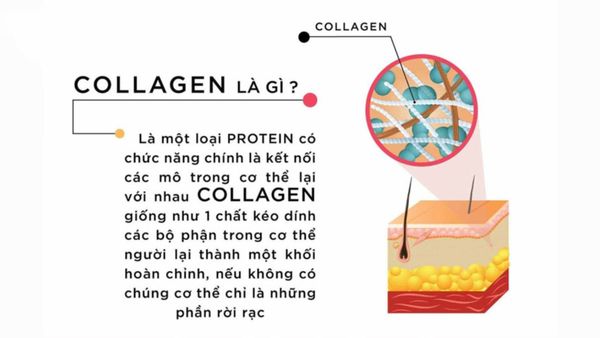 Định nghĩa collagen là gì