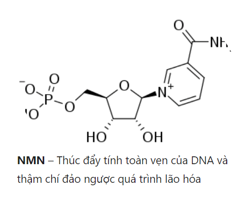 hoạt chất NMN quan trọng cho cơ thể người