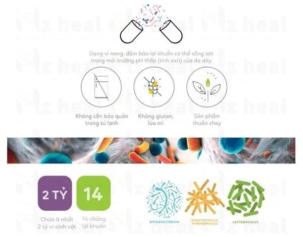 Những Thành phần chính trong Viên  Advanced Probiotics 14 Strains