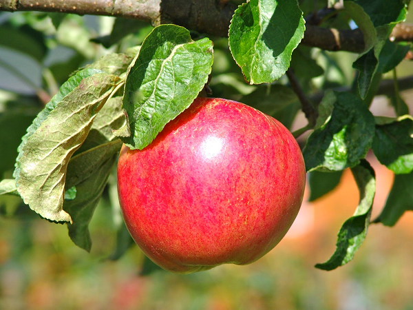 Sử dụng táo tốt cho những người bị đau dạ dày tá tràng
