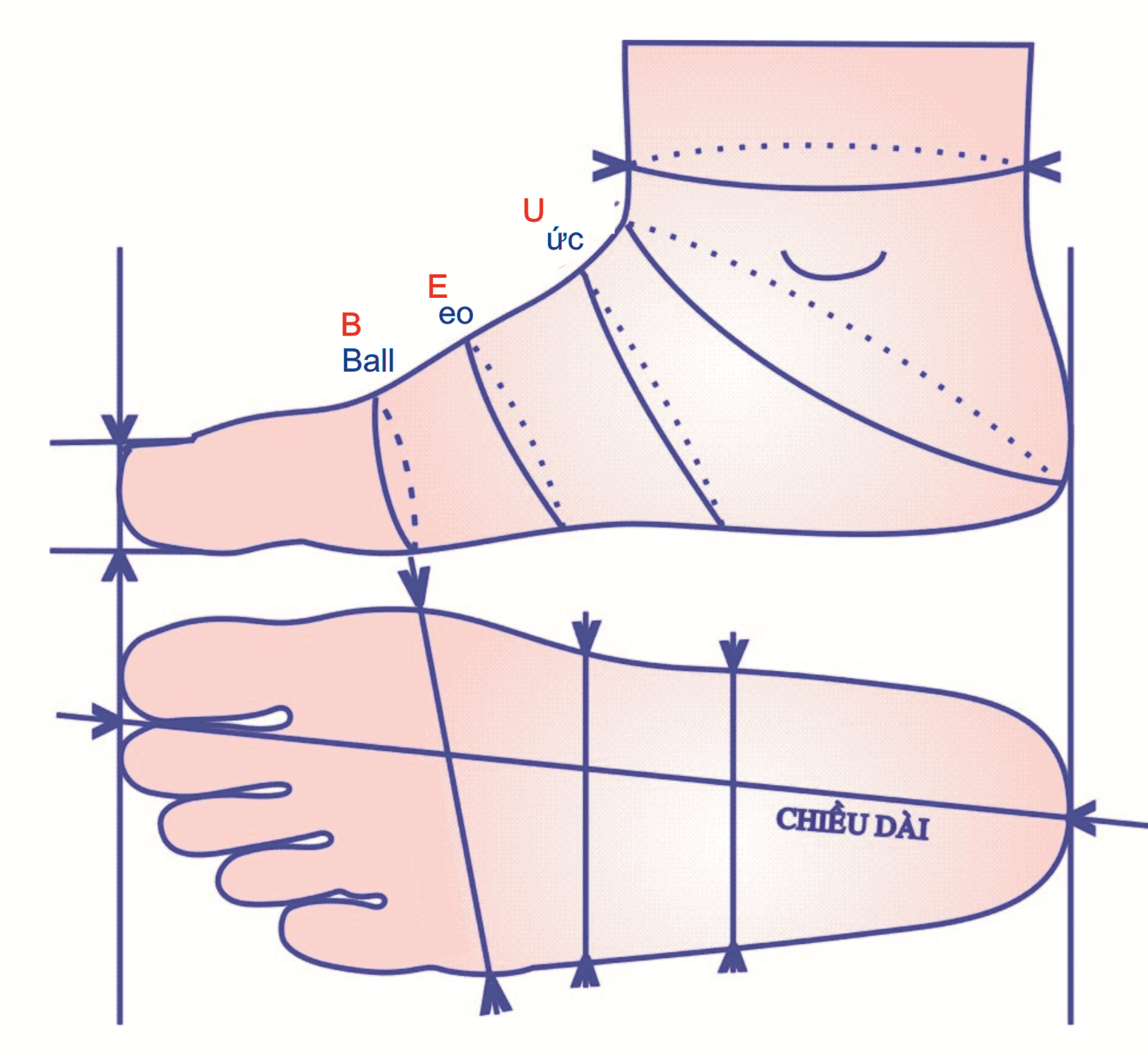 Cách Đo Size Giày BITI'S Chính Hãng Đúng Chuẩn – Biti's