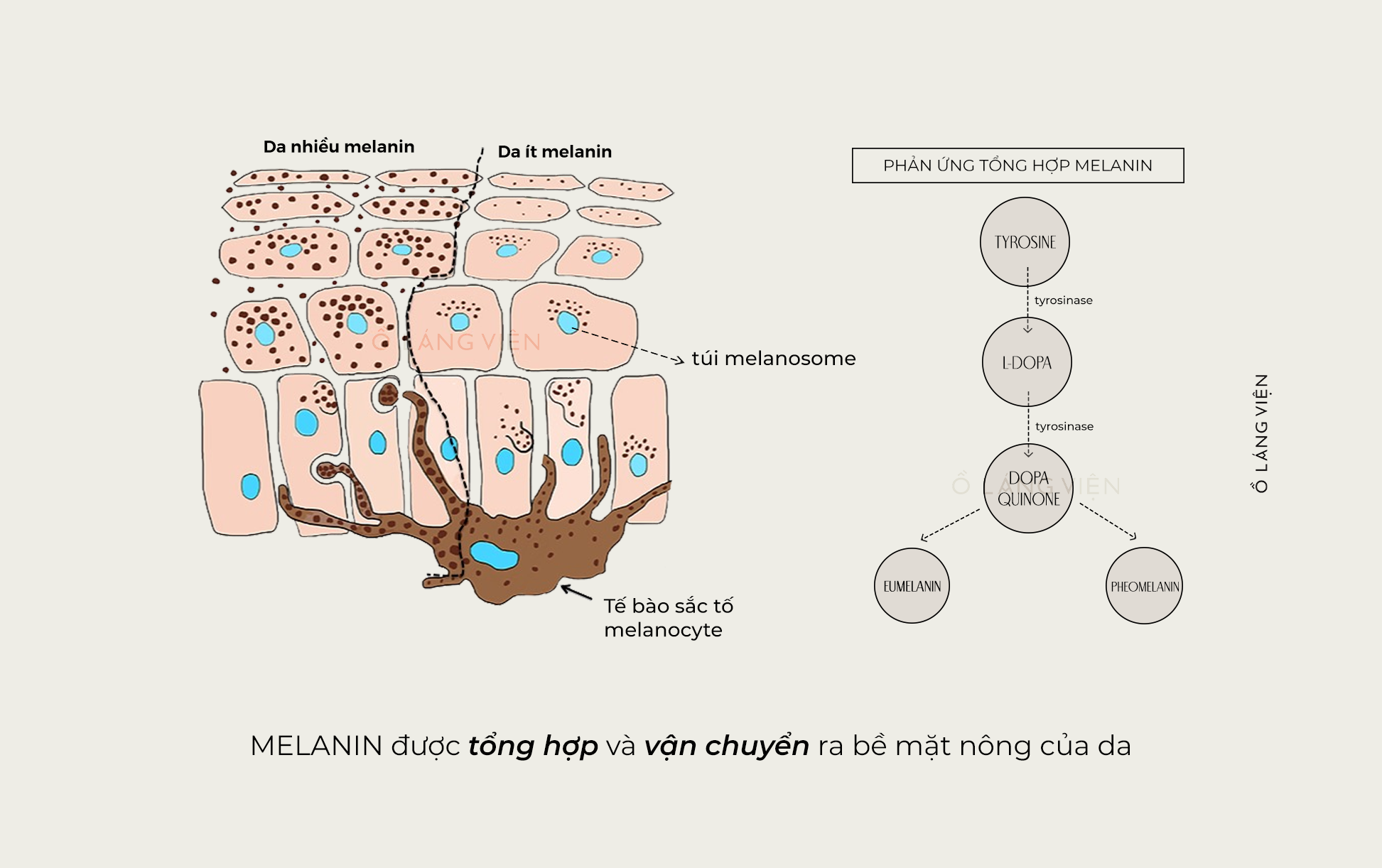 các vết sắc tố