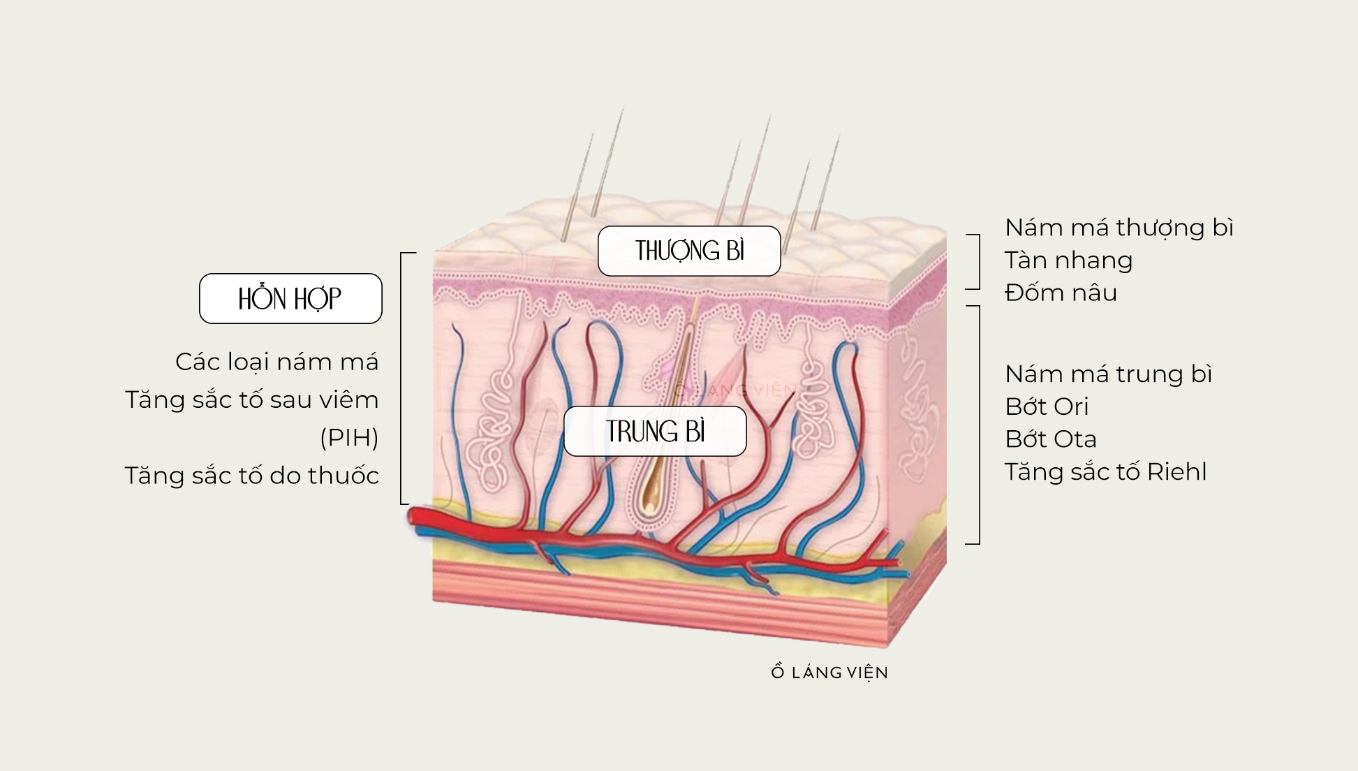 phân loại sắc tố theo vị trí