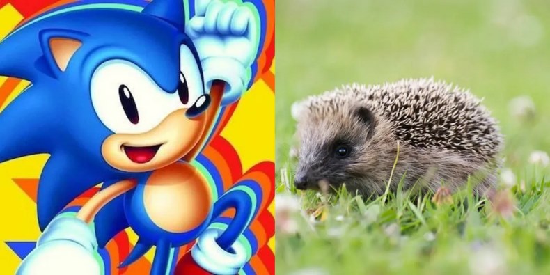 Chú nhím Sonic The Hedgehog
