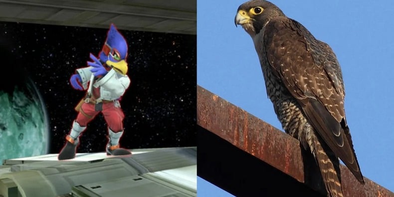 Chim ưng Falco Lombardi The Falcon