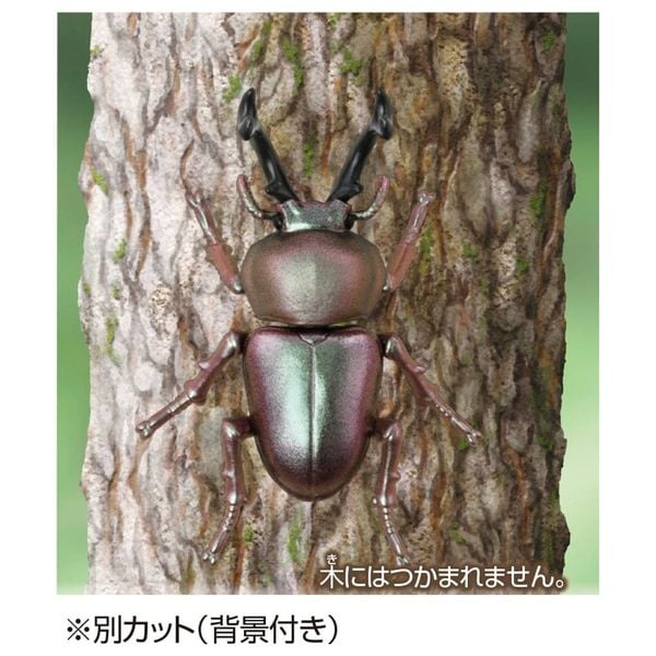 Mô hình Bọ Cánh Cứng Cầu Vồng Ania AS-42 Rainbow Stag Beetle chính hãng nhỏ gọn, dễ chơi, dễ trưng bày