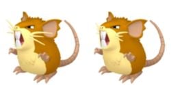 Raticate