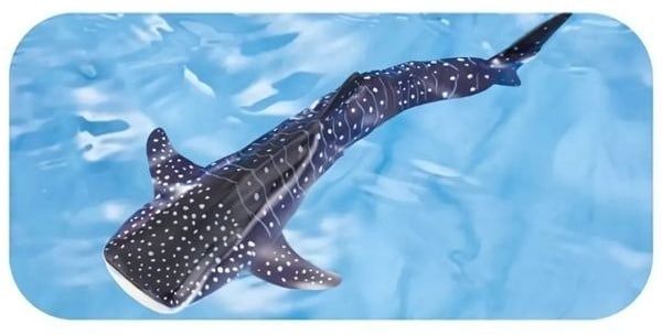 Ania AL-05 Whale Shark Floating Ver - Cá Nhám Voi Có Thể Nổi Trên Mặt Nước