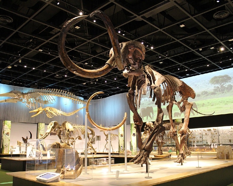 Toyohashi Museum of Natural History (豊橋市自然史博物館)
