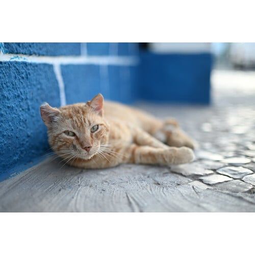 50MM F1.4Z - Sông Hồng Camera