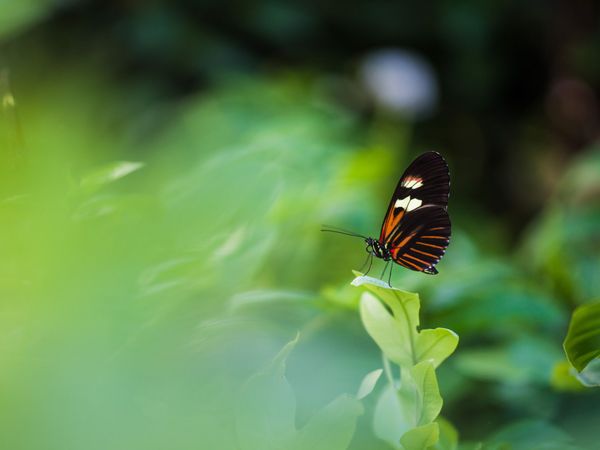 Hasseblad XCD 80mm F1.9 - Sông Hồng camera