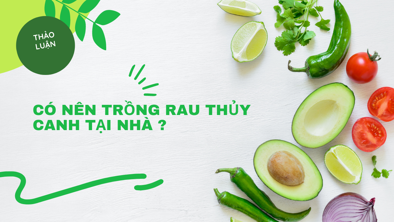 Có nên trồng rau sạch bằng phương pháp trồng rau thủy canh tại nhà