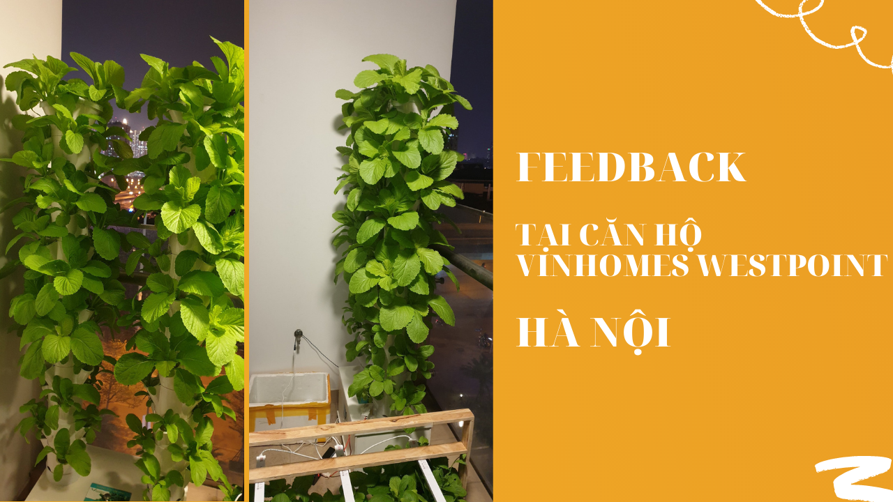 Feedback của khách hàng tại Vinhomes Westpoint Hà Nội về trụ trồng rau thủy canh V-Garden